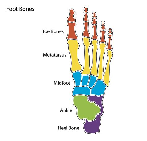 pics of foot|diagram of right foot.